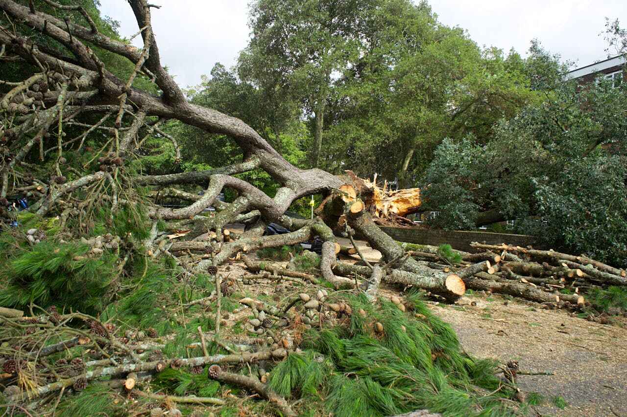 Best Tree Removal Near Me  in Mayo, MD